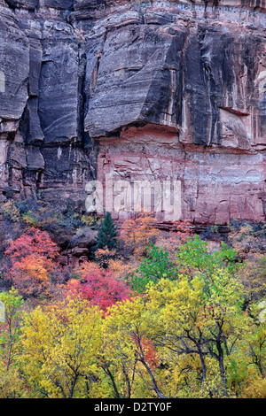 Une palette d'automne entre la dent et l'érable rouge gros peupliers jaune dans l'Utah Zion National Park. Banque D'Images