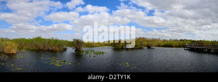 Panorama des marais de mangroves le long sentier. Anhinga Le Parc National des Everglades, en Floride, aux États-Unis. Banque D'Images