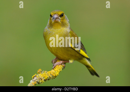 , Grünfink Maennchen Verdier (Carduelis chloris), homme • Ostalbkreis, Bade-Wurtemberg, Allemagne Banque D'Images