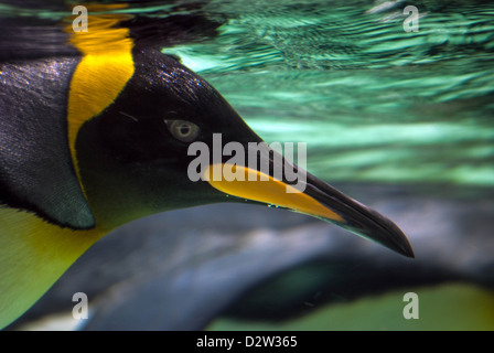 Un close-up profile underwater un manchot royal la tête avec de fins détails de l'oeil, bec et plumage coloré Banque D'Images