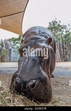 Un gros plan d'un énorme hippopotame se nourrit de foin. Banque D'Images