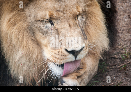 Close-up of a male lion léchant sa patte. Vous pouvez voir les poils de sa grosse langue. Banque D'Images