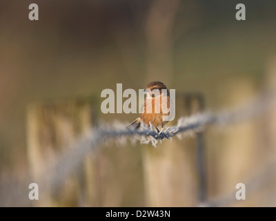 Stonechat perché sur fence Banque D'Images