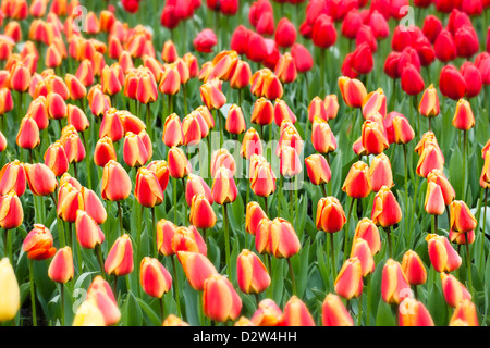 Domaine de tulipes jaunes et rouges. Banque D'Images