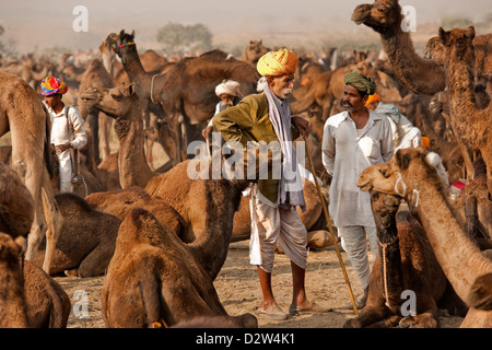 Les commerçants de chameaux portant des turbans lumineux lors de l'assemblée juste chameau à Pushkar en Inde avec plusieurs hommes et de nombreux chameaux agent Banque D'Images