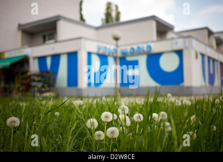 Berlin, Allemagne, les pissenlits sur une prairie en face d'un magasin vidéo Banque D'Images