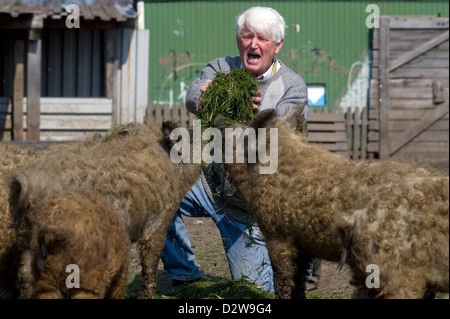 Tilburg, l'Allemagne, Michael Beuthe cochon tout en alimentant deux porcs Mangalica Banque D'Images