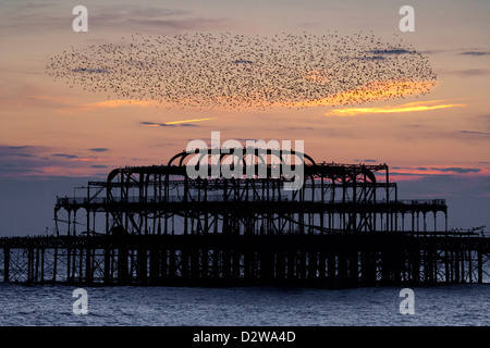 Les étourneaux survolant Brighton West Pier brûlée au coucher du soleil dans l'East Sussex, Royaume-Uni. Banque D'Images