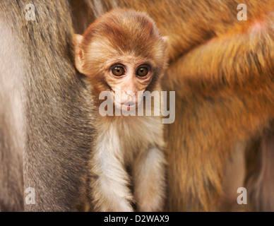 Mère et bébé singe macaque à Katmandou, au Népal. Banque D'Images