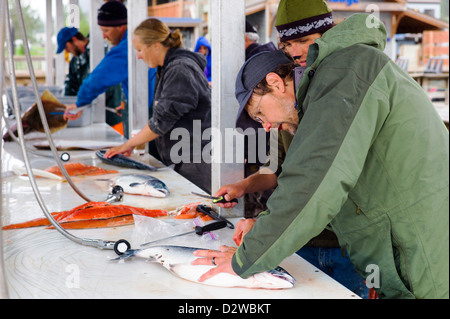 Pêcheur et capitaines de bateau charter nettoyer leurs prises de la journée sur les quais, Seward, Alaska, USA Banque D'Images