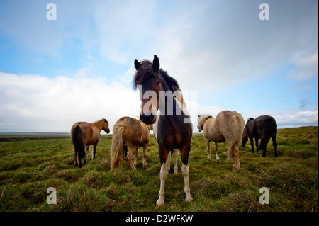 Chevaux, Islande Banque D'Images