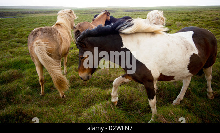 Chevaux, Islande Banque D'Images