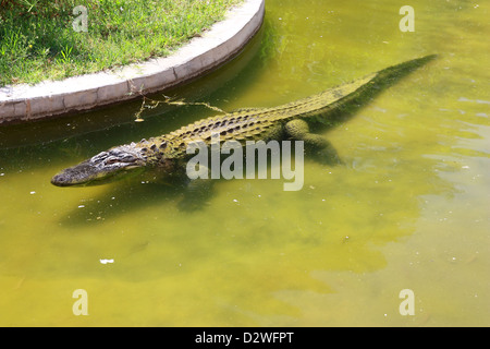 Corps complet tourné d'un Crocodile dans l'eau avec de grandes copyspace pour le texte Banque D'Images