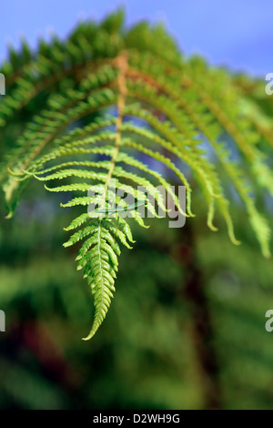 La mante religieuse camouflée sur fougère vert Banque D'Images