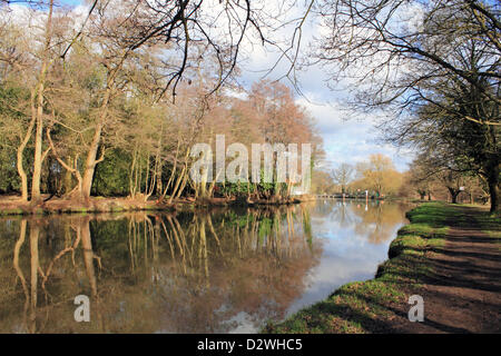 2 février 2013. Ripley, Surrey, Angleterre, Royaume-Uni. Le soleil brille sur une froide journée d'hiver et des chips. Les arbres se reflètent dans l'eau calme de l'avant de Walsham Weir et verrouiller sur la rivière Wey. Banque D'Images