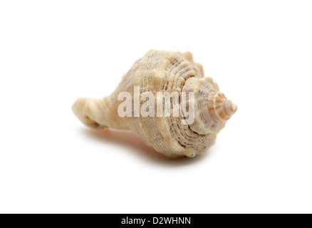 Seashell macro isolé sur fond blanc