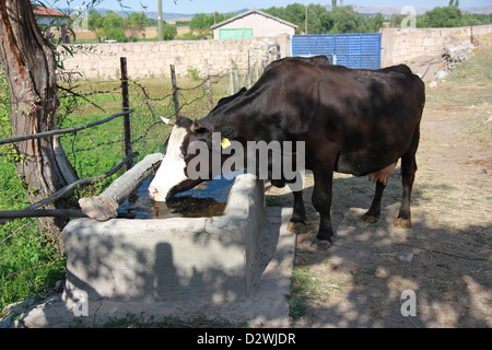 L'eau potable à la vache d'un réservoir d'eau Banque D'Images