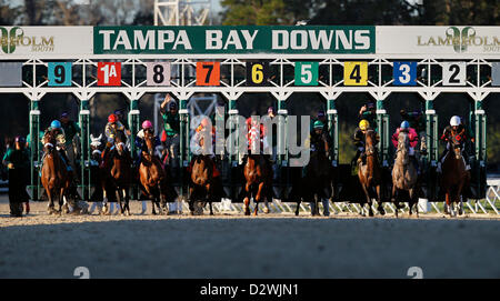 2 février 2013 - Oldsmar, Floride, États-Unis - DANIEL WALLACE | fois.un champ de 9 chevaux quitte l'embarquement pour le 250 000 $ Sam F. Davis Stakes au cours de jour de Festival à Tampa Bay Downs le Samedi, Février 2, 2013. Tomber du ciel, monté par Luis Saez a gagné. (Crédit Image : © Daniel Wallace/Tampa Bay Times/ZUMAPRESS.com) Banque D'Images