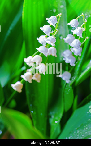 Le Muguet en fleurs fleurs Banque D'Images