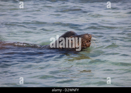 Galapagos Sea Lion Bull (Zalophus wollebaeki) nageant dans l'océan Pacifique, patrouilleurs et territoire de garde Banque D'Images