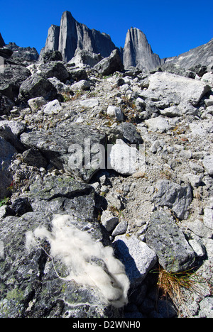 La chèvre de montagne sèche sur un rocher dans le Cirque de l'Unclimbables, Territoires du Nord-Ouest, Canada. Banque D'Images