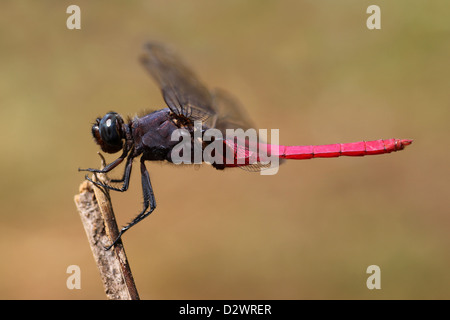 Cerf rouge Busard Orthetrum pruinosum - mâle Banque D'Images