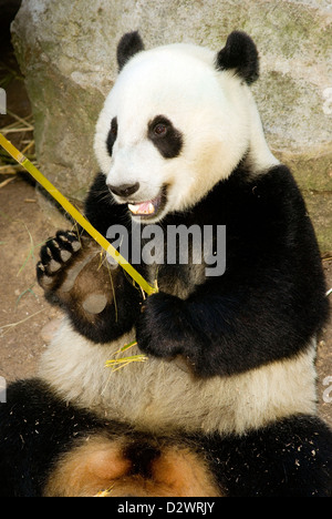 Un panda prend le déjeuner comme il le fait pour la plupart de la journée sur bambou Banque D'Images