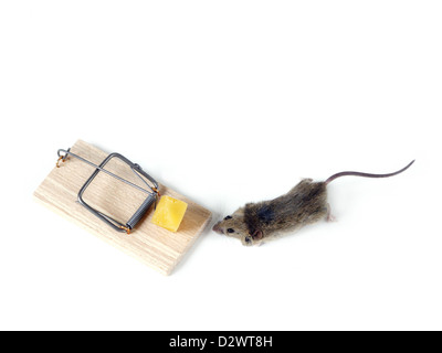 Souris de champ et mousetrap avec fromage tourné sur fond blanc Banque D'Images