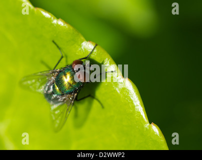 Mouche bleue sur une feuille Banque D'Images