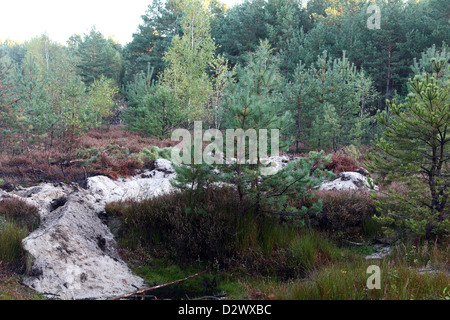 Frauendorf, en Allemagne, près de la forêt villageoise en Basse-lusace Banque D'Images