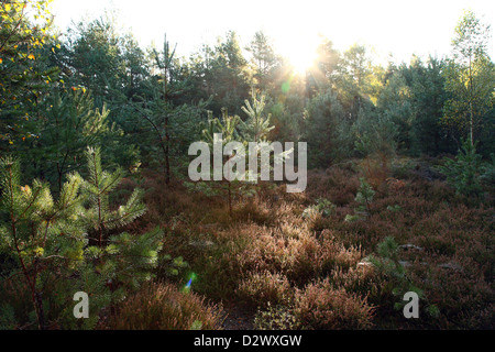 Frauendorf, en Allemagne, près de la forêt villageoise en Basse-lusace Banque D'Images