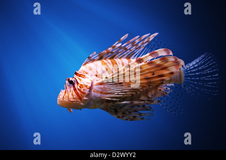 Devil firefish ou poisson-papillon commun ( Pterois miles ) Banque D'Images