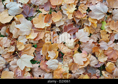 Italien tombé en automne feuilles d'érable Acer opalus Banque D'Images