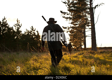 Les chasseurs de chevreuil traque ses proies dans la forêt de Thetford, UK Banque D'Images