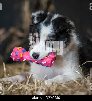 Cute puppy portrait chien Border Collie.allongé sur une botte de foin dans une grange avec jouet en plastique rose en bouche à très mignons Banque D'Images