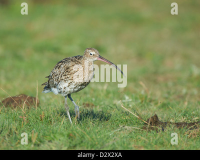 Alimentation on grassy bank Courlis Banque D'Images