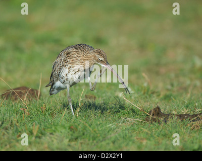 Alimentation on grassy bank Courlis Banque D'Images