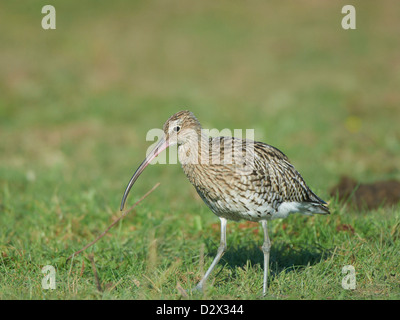 Alimentation on grassy bank Courlis Banque D'Images