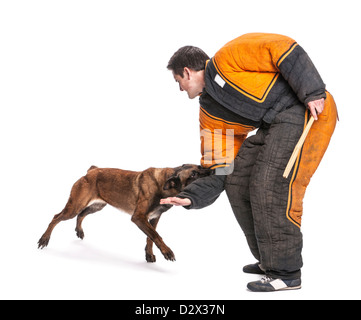 Berger Belge attaquant le bras d'un organisme formateur portant un costume morsure against white background Banque D'Images