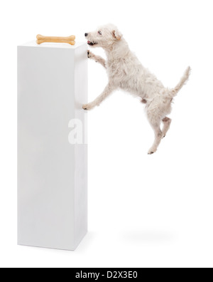 Parson Russell Terrier de sauter pour atteindre les os sur le dessus du socle contre fond blanc Banque D'Images