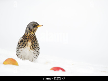 F Turdus FIELDFARE dans la neige avec des pommes. Banque D'Images