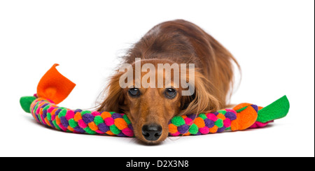 Teckel, 4 ans, couchée sur un chien toy against white background Banque D'Images