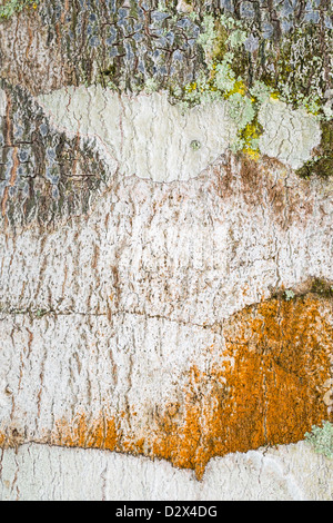 Abstract Close Up Image de l'écorce des arbres avec le lichen. Banque D'Images