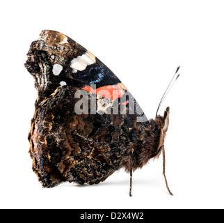 Vue latérale d'un amiral rouge papillon, Vanessa atalanta, in front of white background Banque D'Images