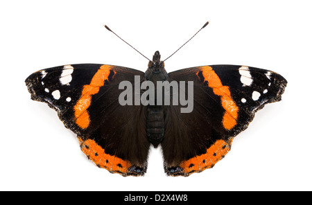 Vue de dessus d'un amiral rouge papillon, Vanessa atalanta, in front of white background Banque D'Images