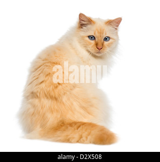 Vue arrière d'une séance de birman et à l'arrière contre fond blanc Banque D'Images