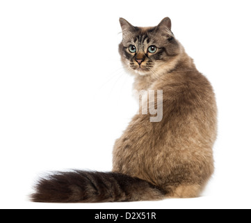 Vue arrière d'une séance de birman et à l'arrière contre fond blanc Banque D'Images