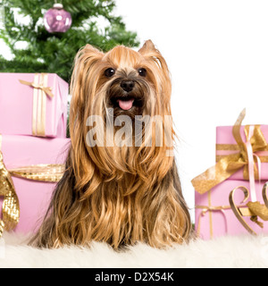 Yorkshire Terrier assis en face de décorations de Noël Banque D'Images