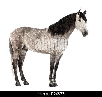Andalou, 7 ans, également connu sous le nom de cheval espagnol pur ou pré, against white background Banque D'Images