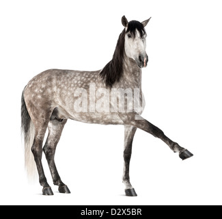 Sensibilisation andalou de la jambe, 7 ans, également connu sous le nom de cheval espagnol pur ou pré, portrait contre fond blanc Banque D'Images